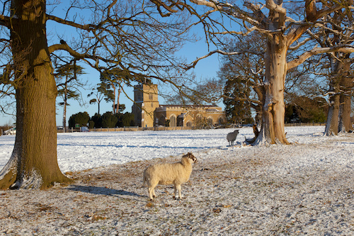 Sheep at Little Gaddesden Hertfordshire